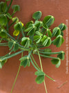 Oxalis megalorrhiza, lucky clover, shamrock, organically grown plants for sale at TOMs FLOWer CLUB.