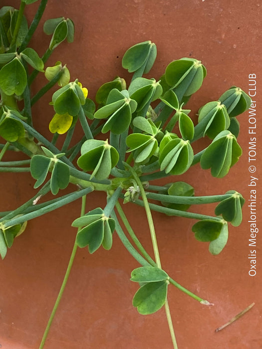 Oxalis megalorrhiza, lucky clover, shamrock, organically grown plants for sale at TOMs FLOWer CLUB.