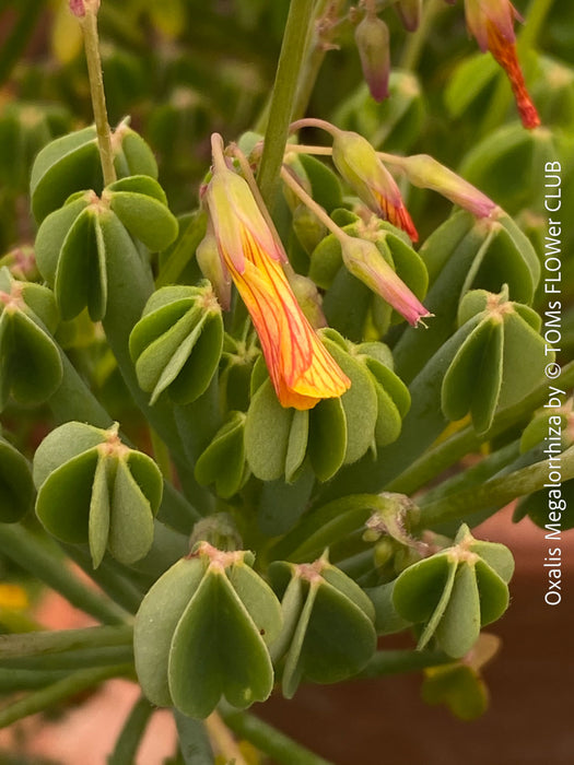 Oxalis megalorrhiza, lucky clover, shamrock, organically grown plants for sale at TOMs FLOWer CLUB.