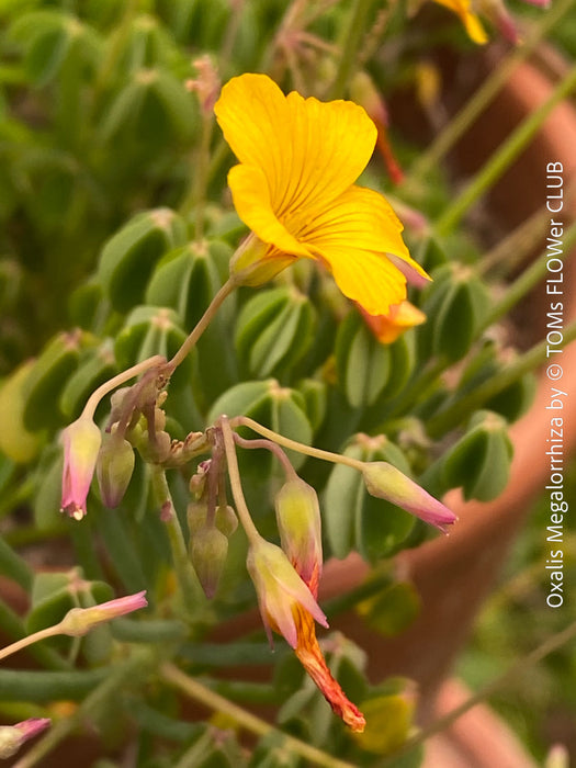 Oxalis megalorrhiza, lucky clover, shamrock, organically grown plants for sale at TOMs FLOWer CLUB.