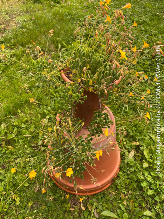 Oxalis megalorrhiza, lucky clover, shamrock, organically grown plants for sale at TOMs FLOWer CLUB.