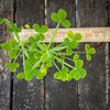 Oxalis megalorrhiza, lucky clover, shamrock, organically grown plants for sale at TOMs FLOWer CLUB.