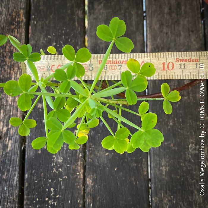 Oxalis megalorrhiza, lucky clover, shamrock, organically grown plants for sale at TOMs FLOWer CLUB.