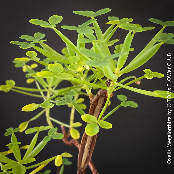 Oxalis megalorrhiza, lucky clover, shamrock, organically grown plants for sale at TOMs FLOWer CLUB.