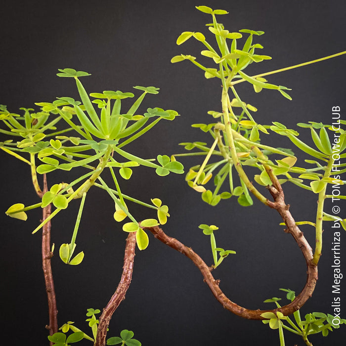 Oxalis megalorrhiza, lucky clover, shamrock, organically grown plants for sale at TOMs FLOWer CLUB.