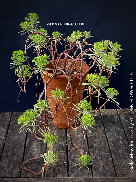 Oxalis megalorrhiza, lucky clover, shamrock, organically grown plants for sale at TOMs FLOWer CLUB.