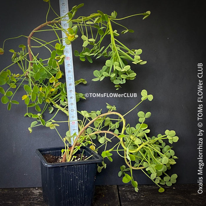 Oxalis megalorrhiza, lucky clover, shamrock, organically grown plants for sale at TOMs FLOWer CLUB.