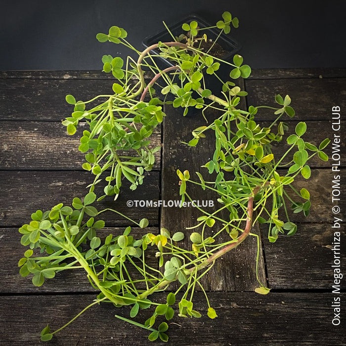 Oxalis megalorrhiza, lucky clover, shamrock, organically grown plants for sale at TOMs FLOWer CLUB.