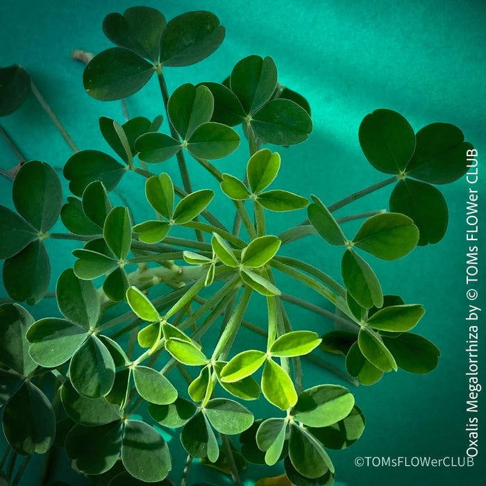 Oxalis megalorrhiza, lucky clover, shamrock, organically grown plants for sale at TOMs FLOWer CLUB.