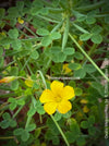 Oxalis megalorrhiza, lucky clover, shamrock, organically grown plants for sale at TOMs FLOWer CLUB.