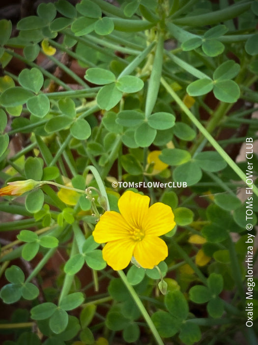 Oxalis megalorrhiza, lucky clover, shamrock, organically grown plants for sale at TOMs FLOWer CLUB.