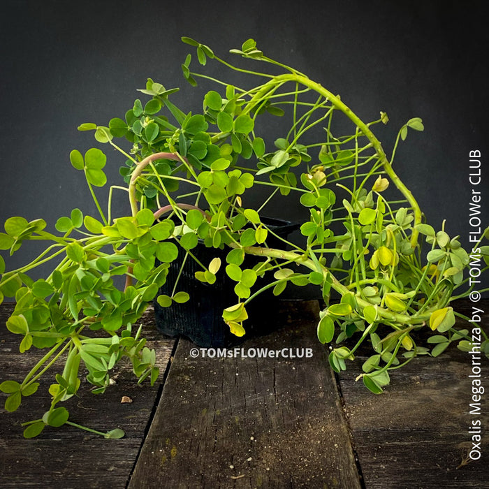 Oxalis megalorrhiza, lucky clover, shamrock, organically grown plants for sale at TOMs FLOWer CLUB.