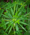 Oxalis megalorrhiza, lucky clover, shamrock, organically grown plants for sale at TOMs FLOWer CLUB.