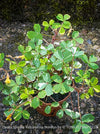 Oxalis Spiralis Vulcanicola Nordlys, White Variegated Volcanic Sorrel, lucky clover, shamrock, organically grown plants for sale at TOMs FLOWer CLUB.