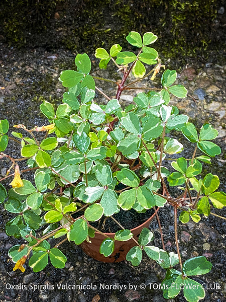 Oxalis Spiralis Vulcanicola Nordlys, White Variegated Volcanic Sorrel, lucky clover, shamrock, organically grown plants for sale at TOMs FLOWer CLUB.