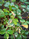 Oxalis Spiralis Vulcanicola Nordlys, White Variegated Volcanic Sorrel, lucky clover, shamrock, organically grown plants for sale at TOMs FLOWer CLUB.