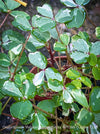 Oxalis Spiralis Vulcanicola Nordlys, White Variegated Volcanic Sorrel, lucky clover, shamrock, organically grown plants for sale at TOMs FLOWer CLUB.