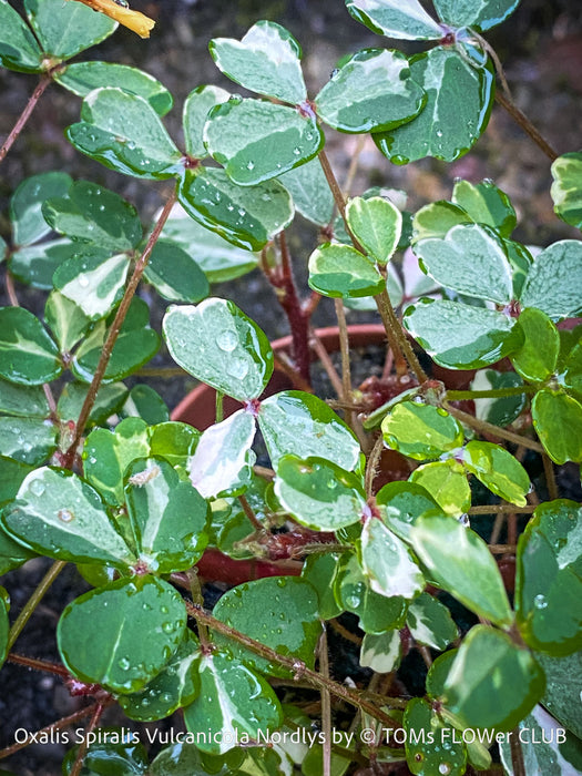 Oxalis Spiralis Vulcanicola Nordlys, White Variegated Volcanic Sorrel, lucky clover, shamrock, organically grown plants for sale at TOMs FLOWer CLUB.