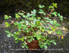 Oxalis Spiralis Vulcanicola Nordlys, White Variegated Volcanic Sorrel, lucky clover, shamrock, organically grown plants for sale at TOMs FLOWer CLUB.