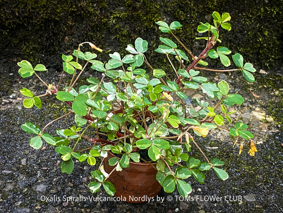 Oxalis Spiralis Vulcanicola Nordlys, White Variegated Volcanic Sorrel, lucky clover, shamrock, organically grown plants for sale at TOMs FLOWer CLUB.