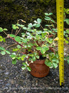 Oxalis Spiralis Vulcanicola Nordlys, White Variegated Volcanic Sorrel, lucky clover, shamrock, organically grown plants for sale at TOMs FLOWer CLUB.