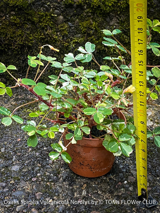 Oxalis Spiralis Vulcanicola Nordlys, White Variegated Volcanic Sorrel, lucky clover, shamrock, organically grown plants for sale at TOMs FLOWer CLUB.