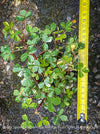 Oxalis Spiralis Vulcanicola Nordlys, White Variegated Volcanic Sorrel, lucky clover, shamrock, organically grown plants for sale at TOMs FLOWer CLUB.