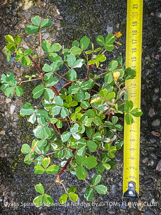 Oxalis Spiralis Vulcanicola Nordlys, White Variegated Volcanic Sorrel, lucky clover, shamrock, organically grown plants for sale at TOMs FLOWer CLUB.