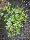 Oxalis Spiralis Vulcanicola Nordlys, White Variegated Volcanic Sorrel, lucky clover, shamrock, organically grown plants for sale at TOMs FLOWer CLUB.