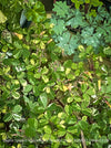 Oxalis Spiralis Vulcanicola Nordlys, White Variegated Volcanic Sorrel, lucky clover, shamrock, organically grown plants for sale at TOMs FLOWer CLUB.