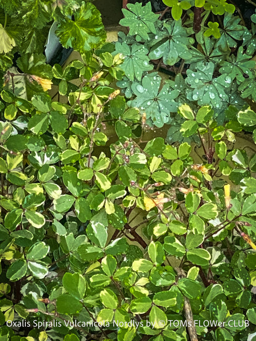 Oxalis Spiralis Vulcanicola Nordlys, White Variegated Volcanic Sorrel, lucky clover, shamrock, organically grown plants for sale at TOMs FLOWer CLUB.