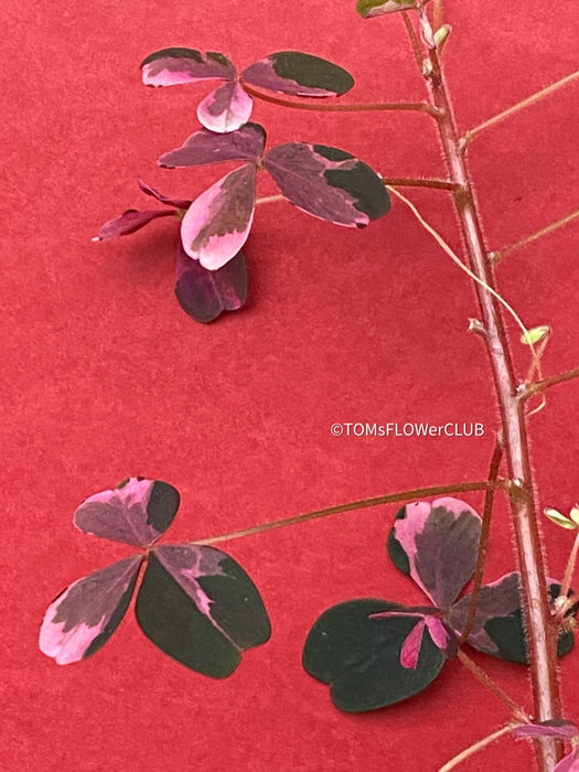 Oxalis Spiralis Vulcanicola Plum Crazy, Variegated Volcanic Sorrel, lucky clover, shamrock, organically grown plants for sale at TOMs FLOWer CLUB.