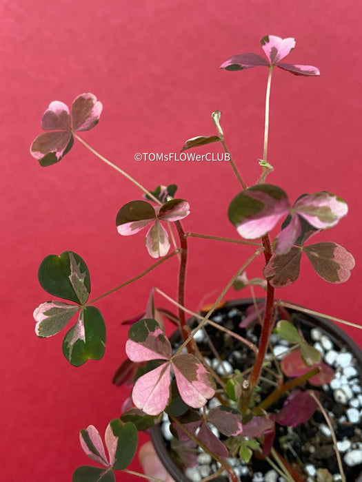 Oxalis Spiralis Vulcanicola Plum Crazy, Variegated Volcanic Sorrel, lucky clover, shamrock, organically grown plants for sale at TOMs FLOWer CLUB.