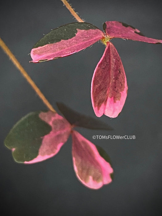 Oxalis Spiralis Vulcanicola Plum Crazy, Variegated Volcanic Sorrel, lucky clover, shamrock, organically grown plants for sale at TOMs FLOWer CLUB.