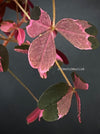 Oxalis Spiralis Vulcanicola Plum Crazy, Variegated Volcanic Sorrel, lucky clover, shamrock, organically grown plants for sale at TOMs FLOWer CLUB.