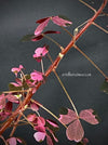 Oxalis Spiralis Vulcanicola Plum Crazy, Variegated Volcanic Sorrel, lucky clover, shamrock, organically grown plants for sale at TOMs FLOWer CLUB.