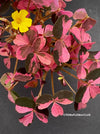 Oxalis Spiralis Vulcanicola Plum Crazy, Variegated Volcanic Sorrel, lucky clover, shamrock, organically grown plants for sale at TOMs FLOWer CLUB.