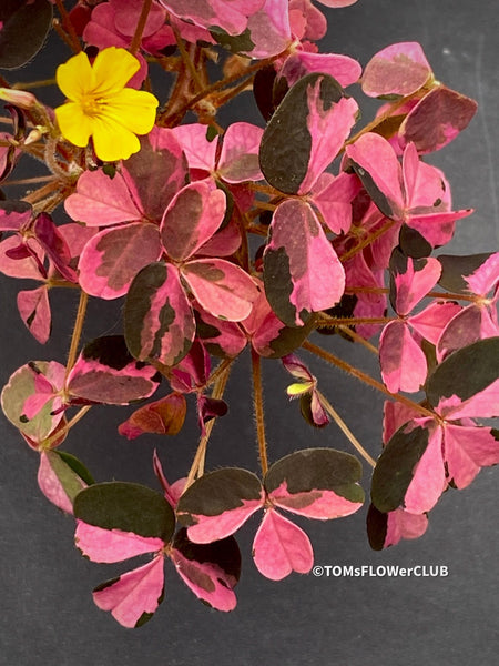 Oxalis Spiralis Vulcanicola Plum Crazy, Variegated Volcanic Sorrel, lucky clover, shamrock, organically grown plants for sale at TOMs FLOWer CLUB.