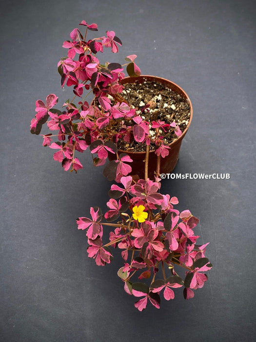 Oxalis Spiralis Vulcanicola Plum Crazy, Variegated Volcanic Sorrel, lucky clover, shamrock, organically grown plants for sale at TOMs FLOWer CLUB.