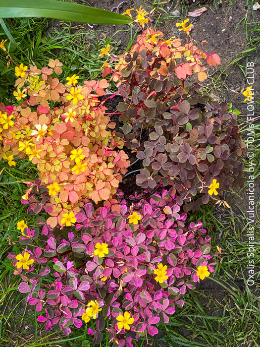 Oxalis Spiralis Vulcanicola Plum Crazy, Variegated Volcanic Sorrel, lucky clover, shamrock, organically grown plants for sale at TOMs FLOWer CLUB.