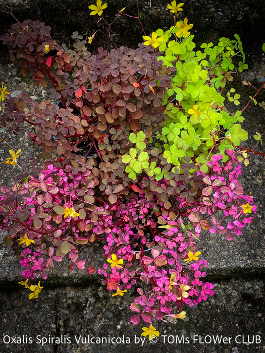 Oxalis Spiralis Vulcanicola Plum Crazy, Variegated Volcanic Sorrel, lucky clover, shamrock, organically grown plants for sale at TOMs FLOWer CLUB.