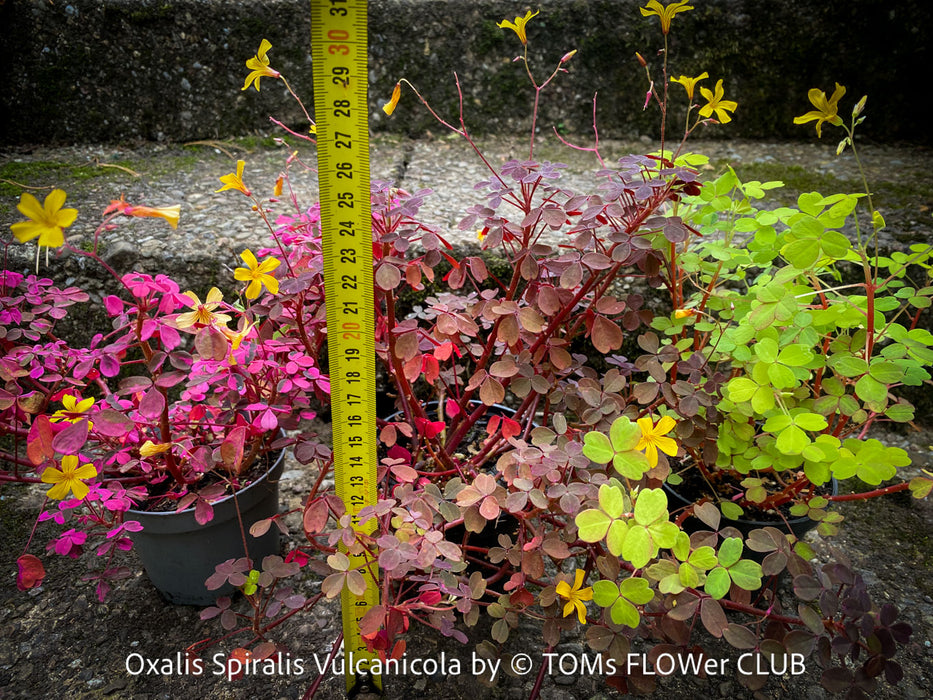 Oxalis Spiralis Vulcanicola Plum Crazy, Variegated Volcanic Sorrel, lucky clover, shamrock, organically grown plants for sale at TOMs FLOWer CLUB.