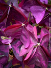 Oxalis triangularis, Purple Shamrock, False Shamrock, Sauerklee, Glücksklee, kyslicka, organically grown plants for sale at TOMs FLOWer CLUB.