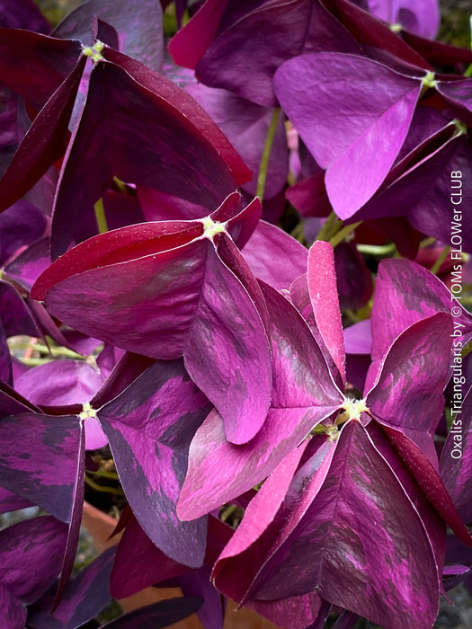 Oxalis triangularis, Purple Shamrock, False Shamrock, Sauerklee, Glücksklee, kyslicka, organically grown plants for sale at TOMs FLOWer CLUB.
