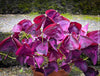 Oxalis triangularis, Purple Shamrock, False Shamrock, Sauerklee, Glücksklee, kyslicka, organically grown plants for sale at TOMs FLOWer CLUB.