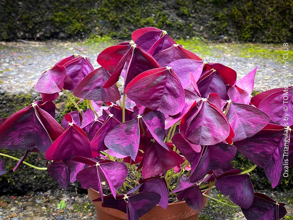 Oxalis triangularis, Purple Shamrock, False Shamrock, Sauerklee, Glücksklee, kyslicka, organically grown plants for sale at TOMs FLOWer CLUB.