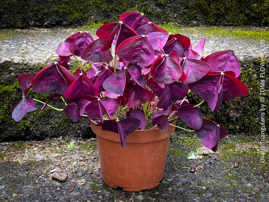 Oxalis triangularis, Purple Shamrock, False Shamrock, Sauerklee, Glücksklee, kyslicka, organically grown plants for sale at TOMs FLOWer CLUB.