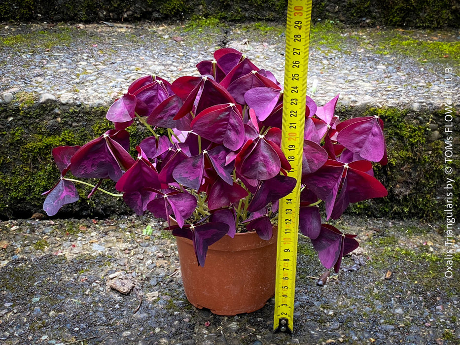 Oxalis triangularis, Purple Shamrock, False Shamrock, Sauerklee, Glücksklee, kyslicka, organically grown plants for sale at TOMs FLOWer CLUB.