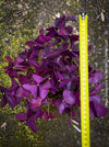 Oxalis triangularis, Purple Shamrock, False Shamrock, Sauerklee, Glücksklee, kyslicka, organically grown plants for sale at TOMs FLOWer CLUB.