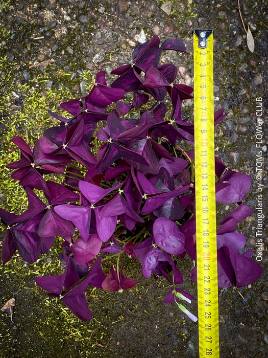 Oxalis triangularis, Purple Shamrock, False Shamrock, Sauerklee, Glücksklee, kyslicka, organically grown plants for sale at TOMs FLOWer CLUB.